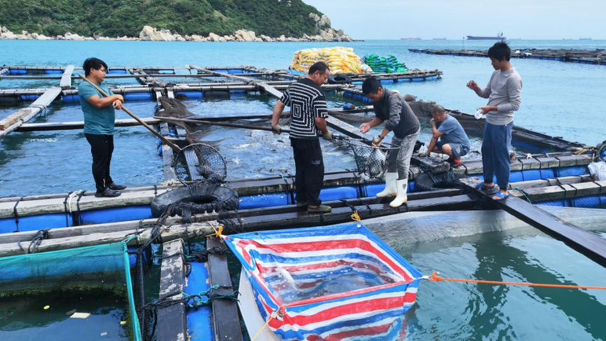 桂山鎮大力發(fā)展海水養殖種子產(chǎn)業(yè)，種魚(yú)將供應湛江陽(yáng)江等地