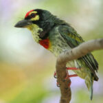 Coppersmith barbet perched on a branch, a bird commonly heard in Lucknow's parks at dawn