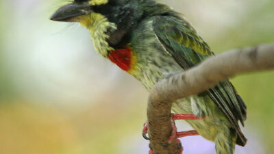 Coppersmith barbet perched on a branch, a bird commonly heard in Lucknow's parks at dawn