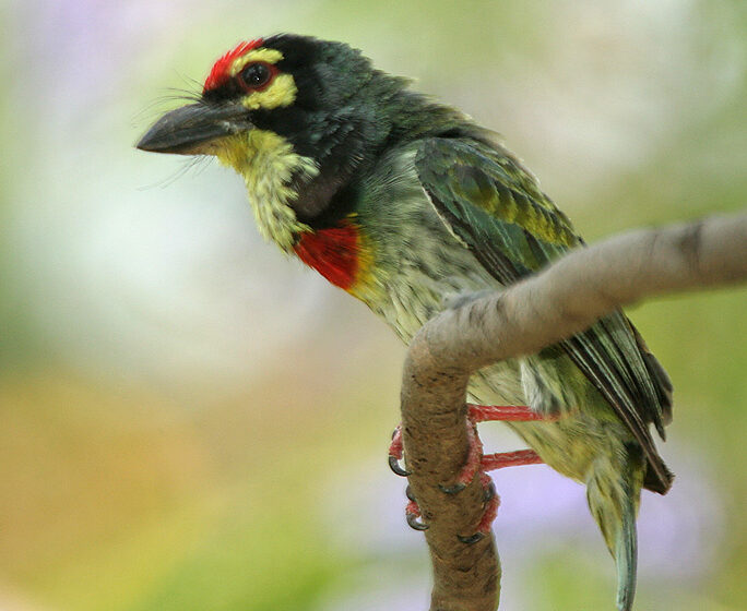 Coppersmith barbet perched on a branch, a bird commonly heard in Lucknow's parks at dawn